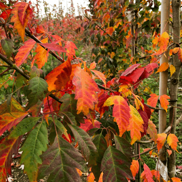 ACER cissifolium – Image 3