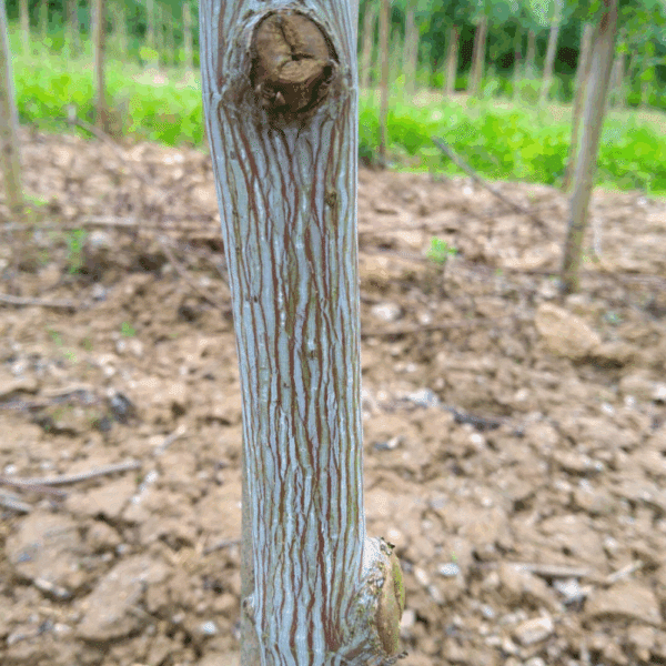 ACER davidii – Image 2