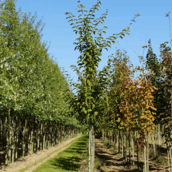ACER davidii – Image 3