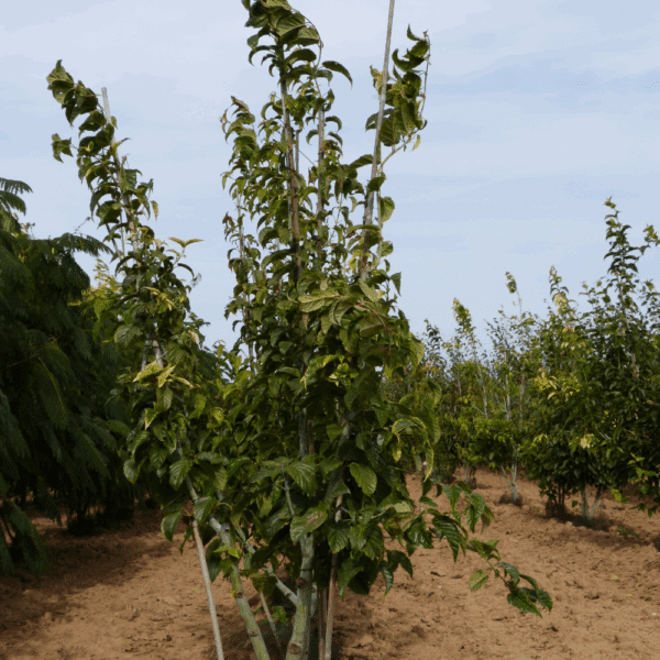 ACER davidii – Image 4