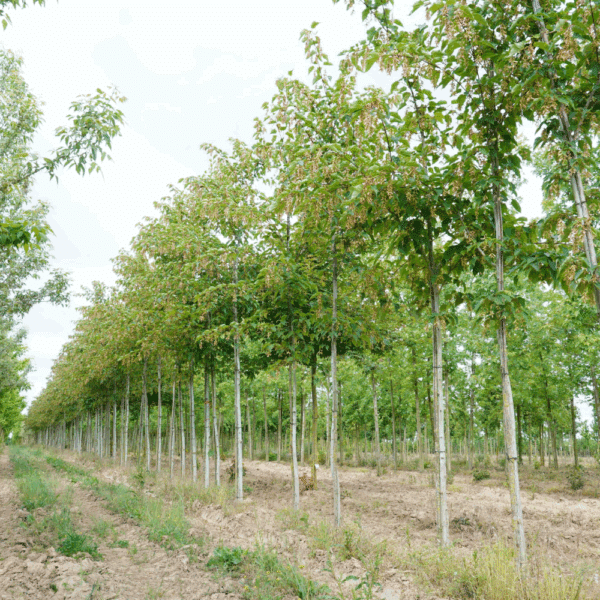 ACER davidii VIPER® 'Mindavi' – Image 9