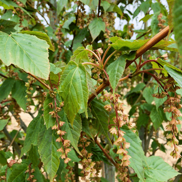 ACER davidii VIPER® 'Mindavi' – Image 8