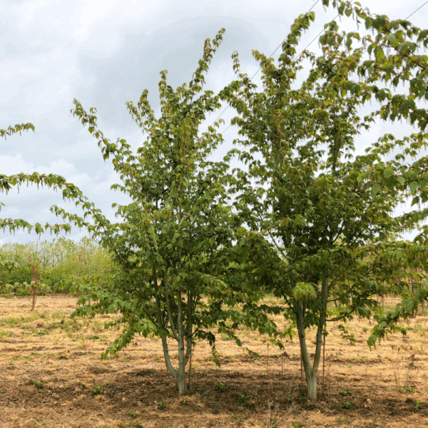 ACER davidii VIPER® 'Mindavi' – Image 7