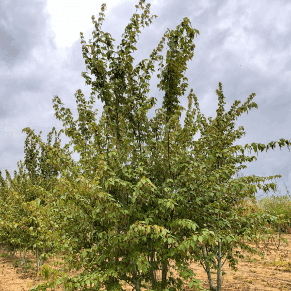 ACER davidii VIPER® 'Mindavi' – Image 5