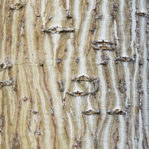 ACER davidii VIPER® 'Mindavi' – Image 4