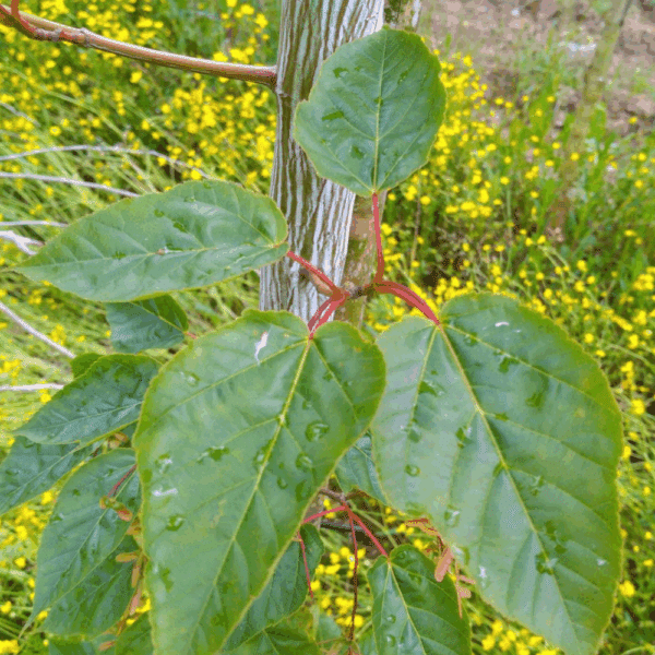 ACER davidii VIPER® 'Mindavi' – Image 2