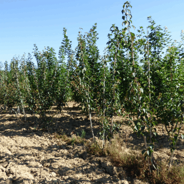 ACER davidii 'subsp. grosseri' – Image 2