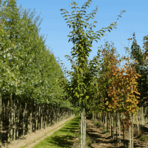 ACER davidii 'subsp. grosseri'