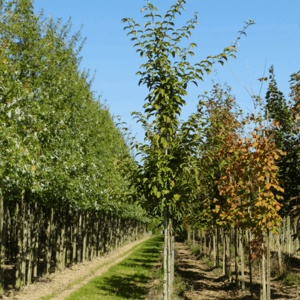ACER davidii 'subsp. grosseri'