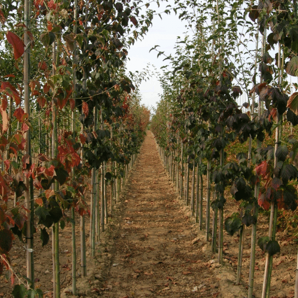 ACER davidii 'subsp. grosseri' – Image 3