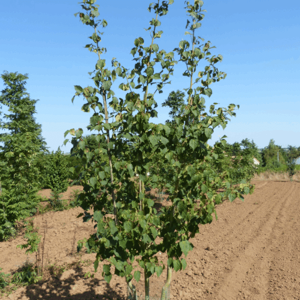 ACER davidii 'subsp. grosseri' – Image 4