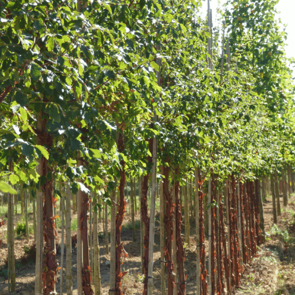 ACER griseum – Image 9
