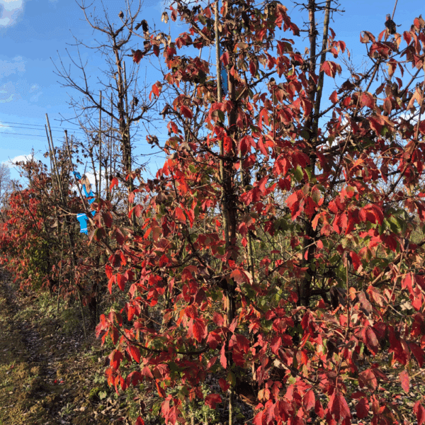 ACER griseum – Image 5