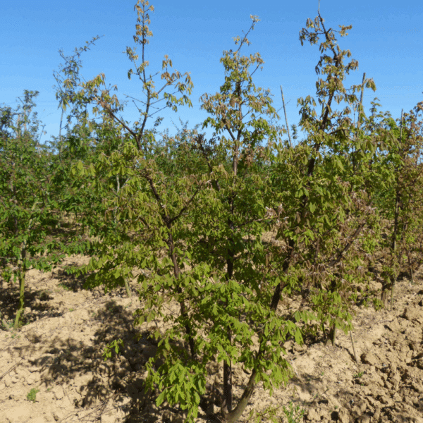 ACER griseum – Image 8