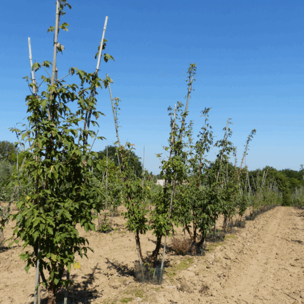 ACER griseum – Image 7
