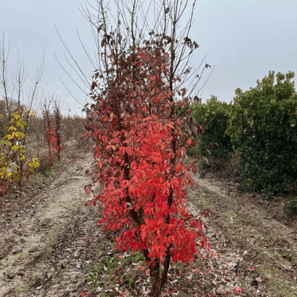 ACER griseum – Image 6