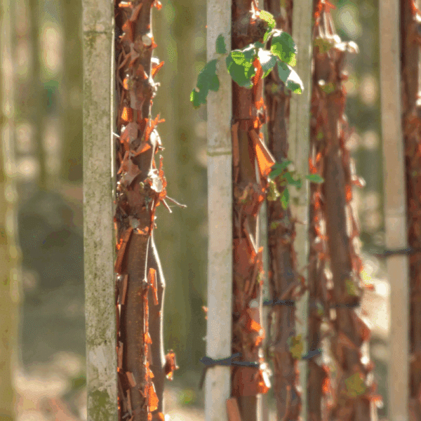 ACER griseum – Image 3