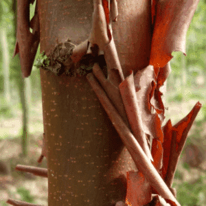 ACER griseum