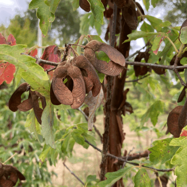 ACER griseum – Image 2