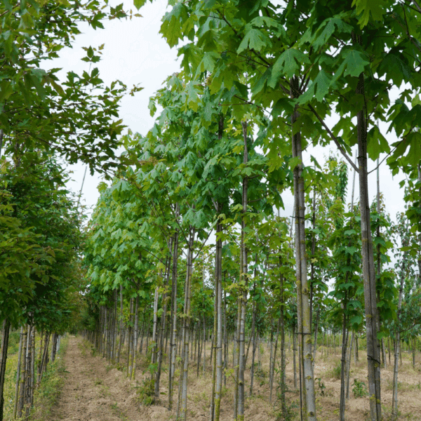 ACER macrophyllum – Image 2
