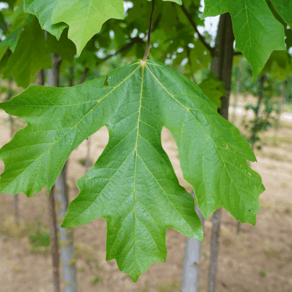 ACER macrophyllum – Image 3