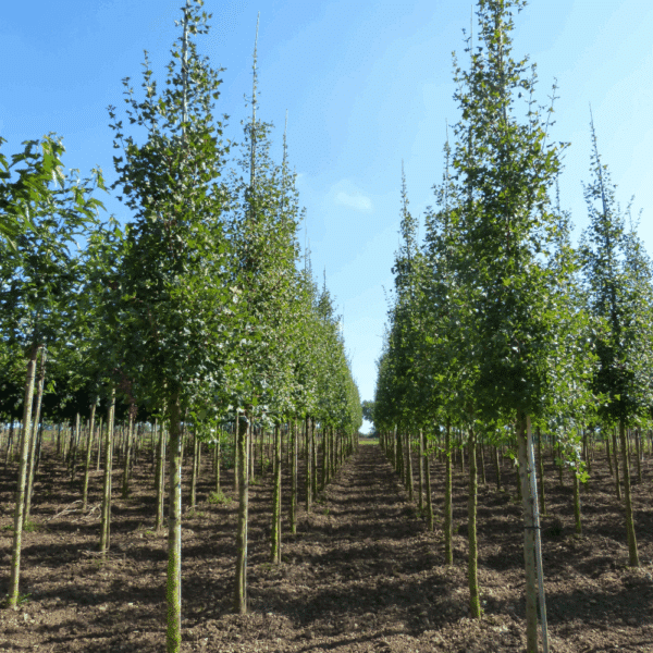 ACER monspessulanum – Image 3