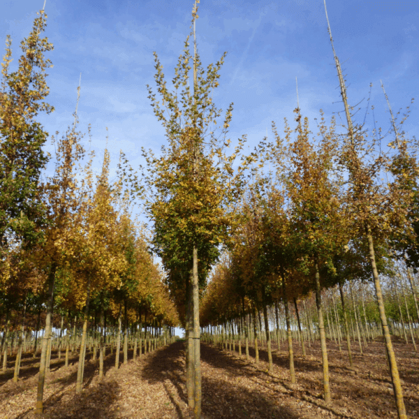 ACER monspessulanum – Image 2