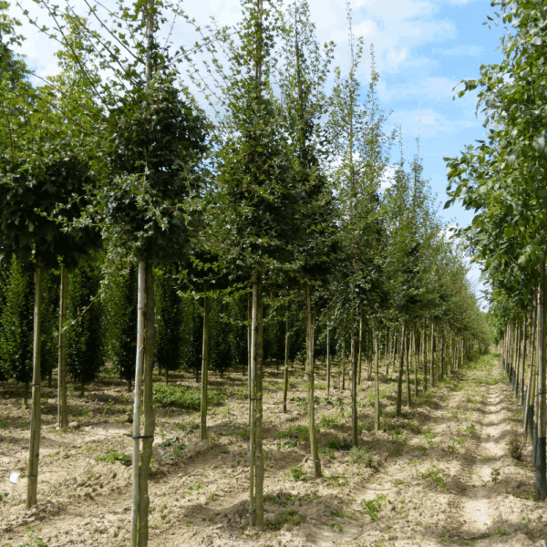 ACER monspessulanum – Image 4
