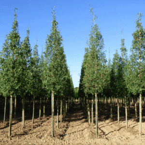 ACER monspessulanum