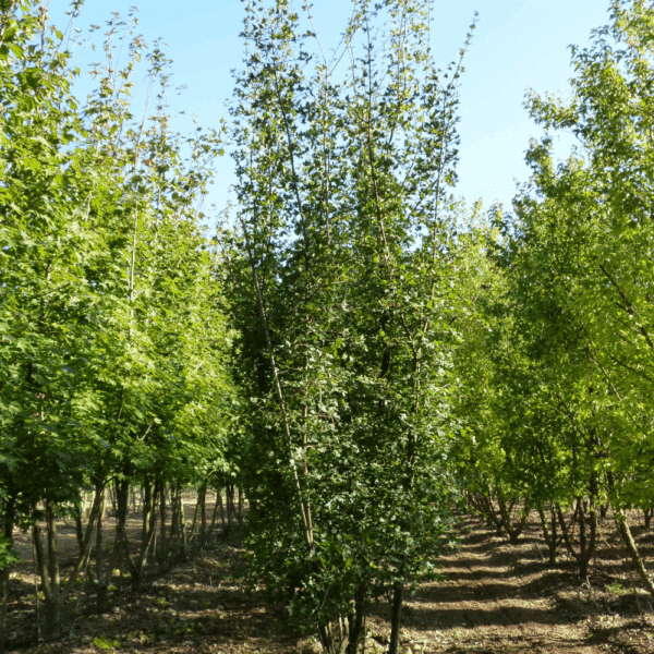ACER monspessulanum – Image 6