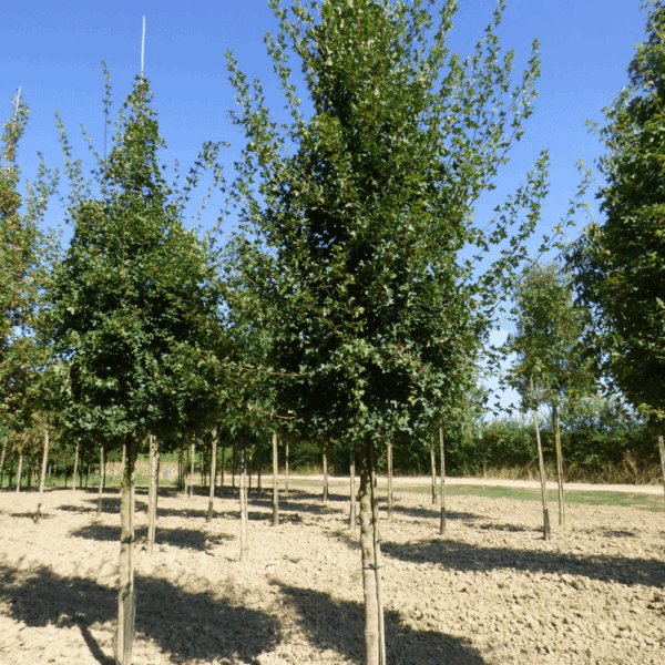 ACER monspessulanum – Image 5