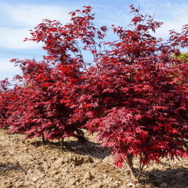 ACER palmatum 'Atropurpureum' – Image 3