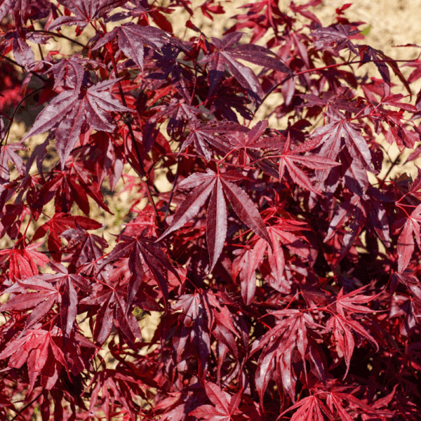 ACER palmatum 'Atropurpureum' – Image 2