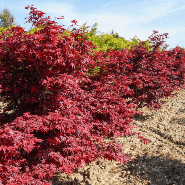 ACER palmatum 'Atropurpureum' – Image 5