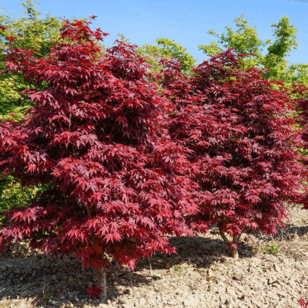 ACER palmatum 'Atropurpureum' – Image 4