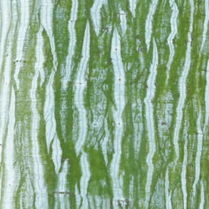 ACER pensylvanicum