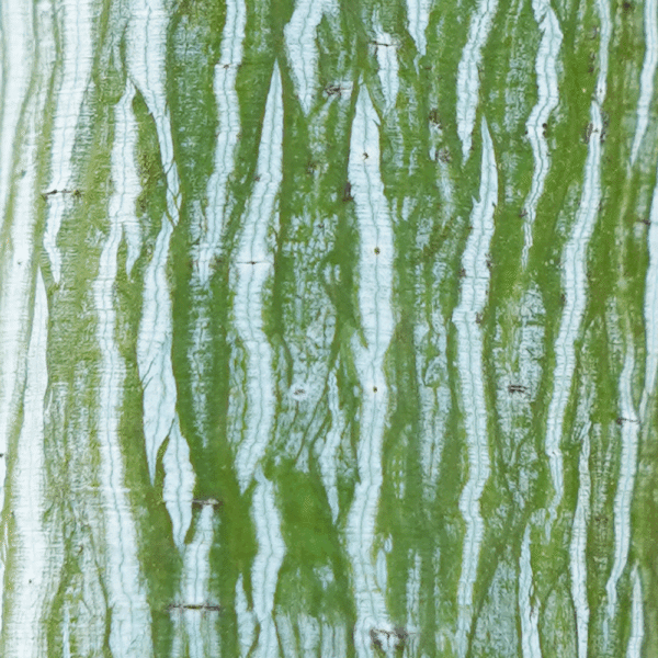 ACER pensylvanicum
