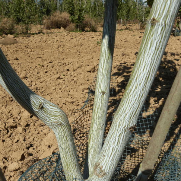 ACER pensylvanicum – Image 5
