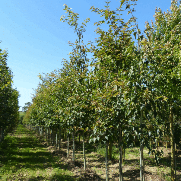 ACER pensylvanicum – Image 3
