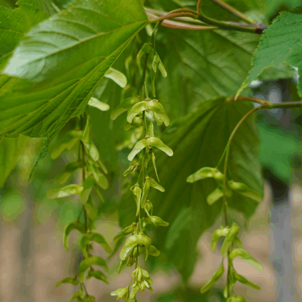 ACER pensylvanicum – Image 2