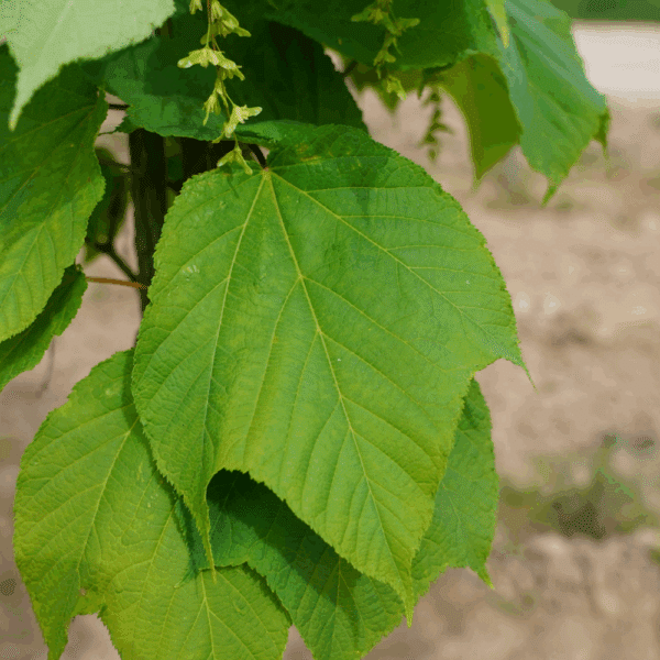 ACER pensylvanicum – Image 6