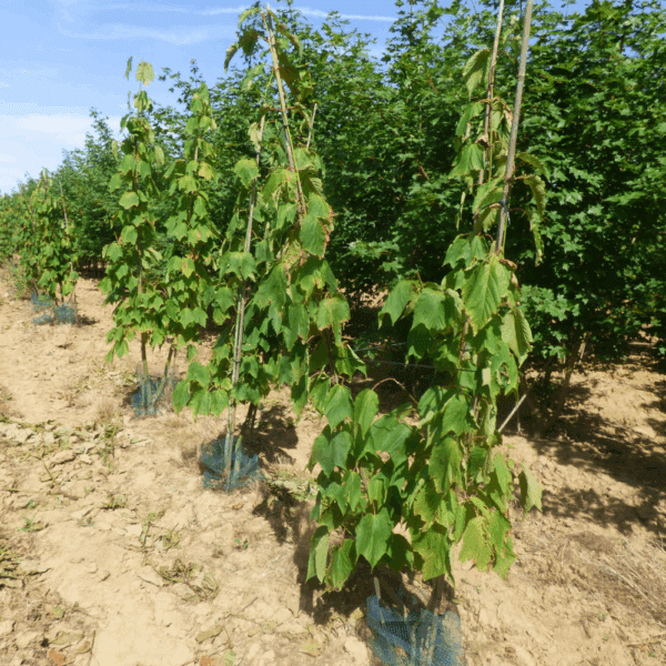 ACER pensylvanicum – Image 4