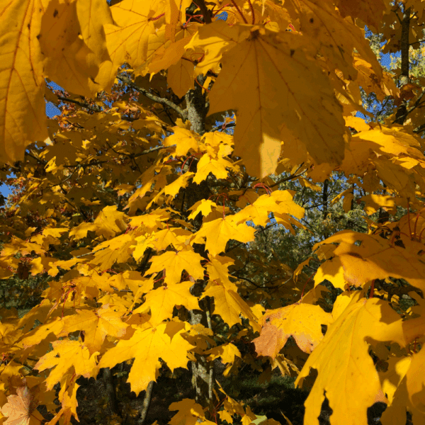 ACER platanoides – Image 2