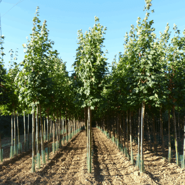 ACER platanoides – Image 5