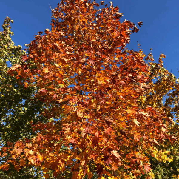 ACER platanoides – Image 11