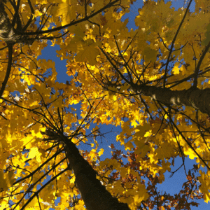 ACER platanoides