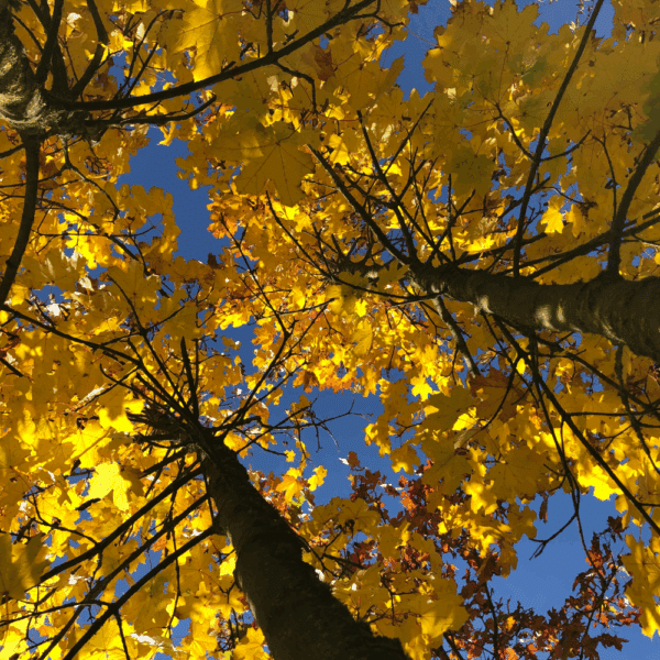 ACER platanoides