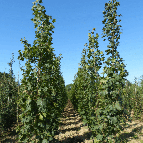 ACER platanoides – Image 10
