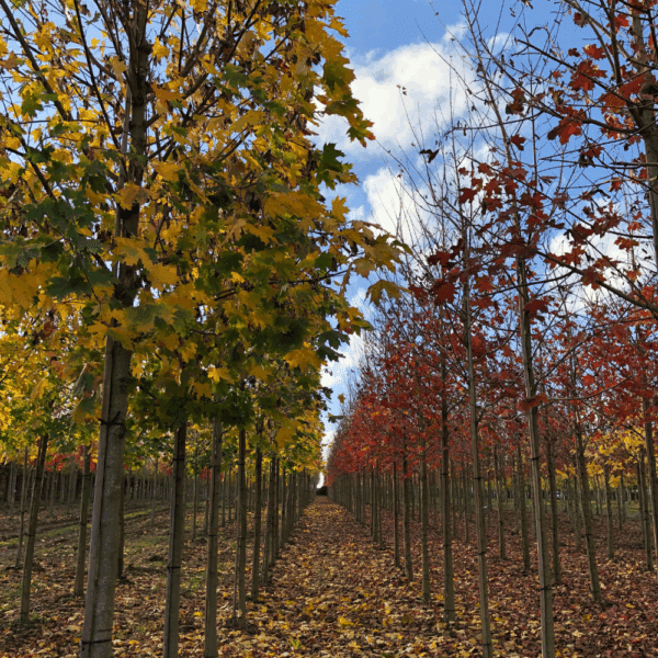 ACER platanoides – Image 4