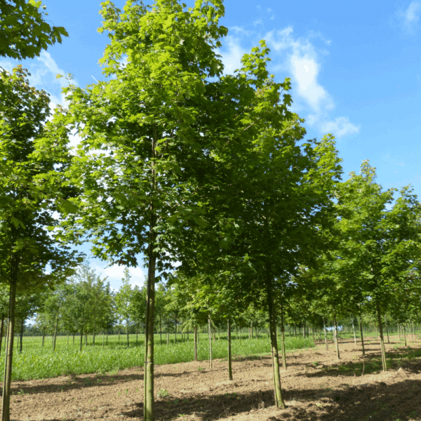 ACER platanoides – Image 9